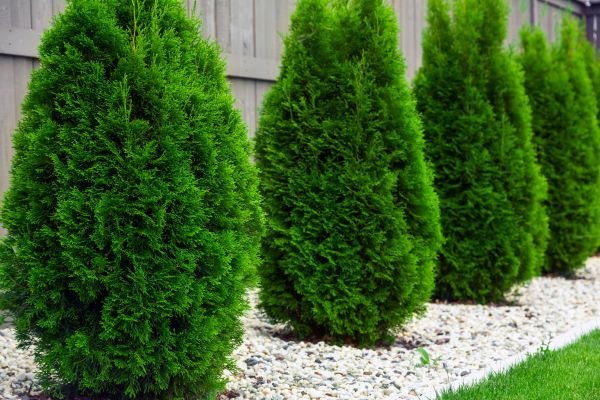 Arborvitae Planting in Winter Haven