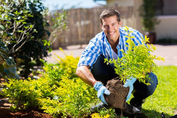Bush Planting Service in Winter Haven