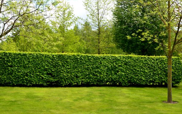Hedge Planting in Winter Haven