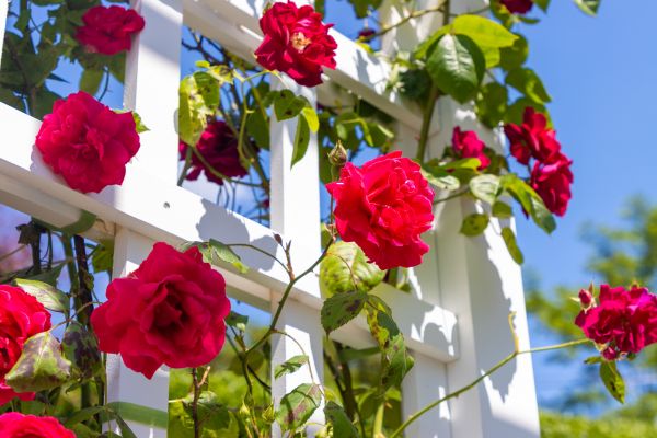 Home Gardening Service in Winter Haven