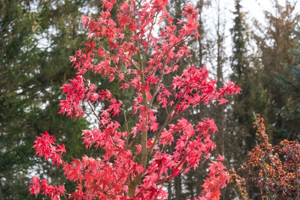 Japanese Maple Planting in Winter Haven
