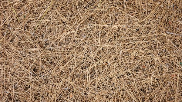 Pine Needles Delivery in Winter Haven