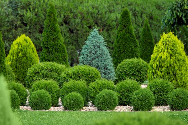 Shrub Installation in Winter Haven