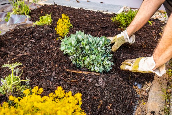 Weeding And Mulching in Winter Haven