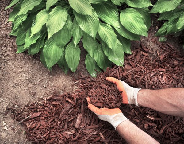 Shredded Mulch Service in Winter Haven