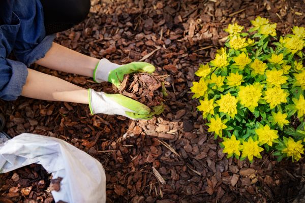 Pine Bark Mulch Installation in Winter Haven