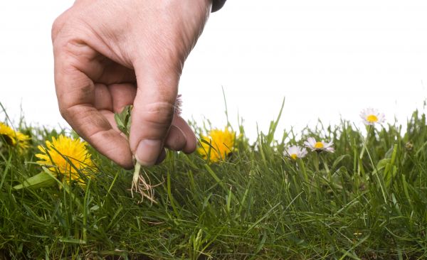Lawn Weeding in Winter Haven