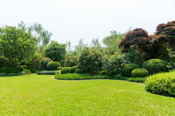 Tree Landscaping in Winter Haven