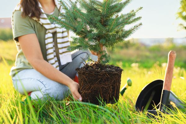 Spruce Tree Planting in Winter Haven