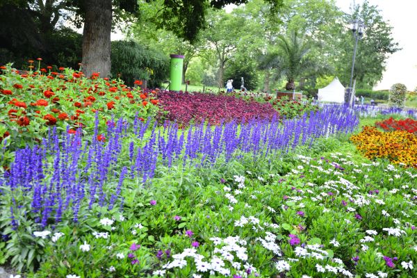 Perennials Planting in Winter Haven