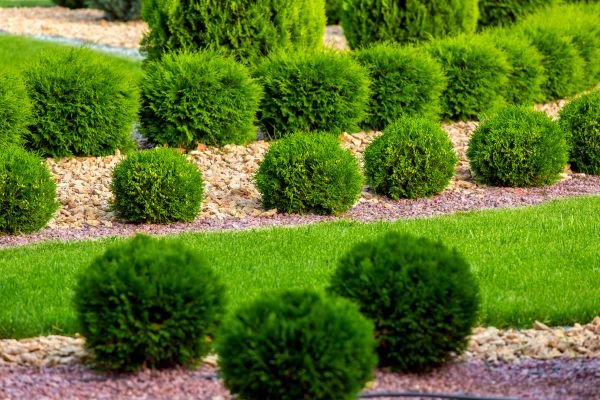 Bush Installation in Winter Haven