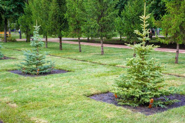 Privacy Trees Planting in Winter Haven