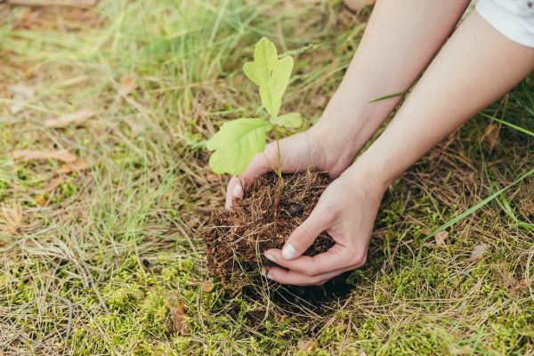 Oak Tree Planting in Winter Haven