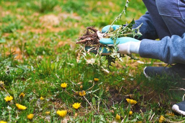 Flower Bed Clearing in Winter Haven
