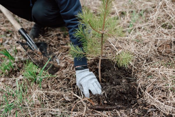 Pine Tree Planting in Winter Haven
