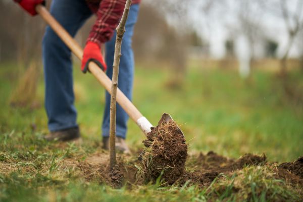 Trees Planting in Winter Haven