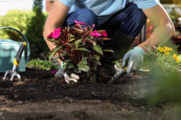 Plant Replacement in Winter Haven