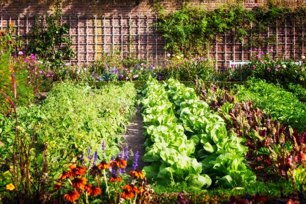 Garden Planting Service in Winter Haven