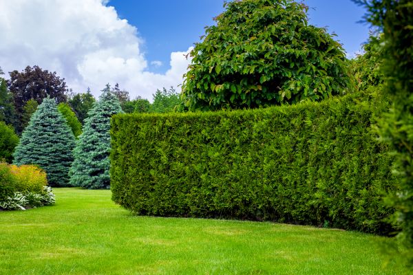 Hedge Landscaping in Winter Haven