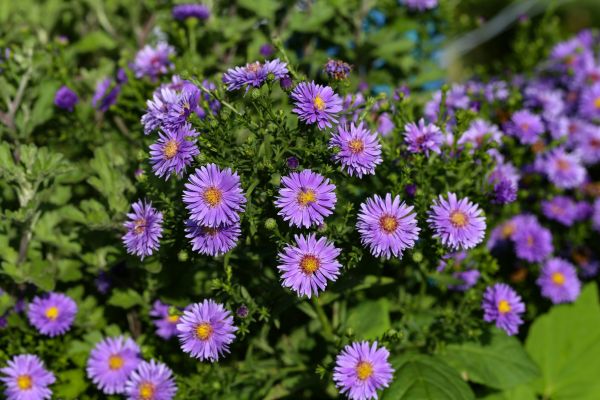 Perennial Flower Planting in Winter Haven