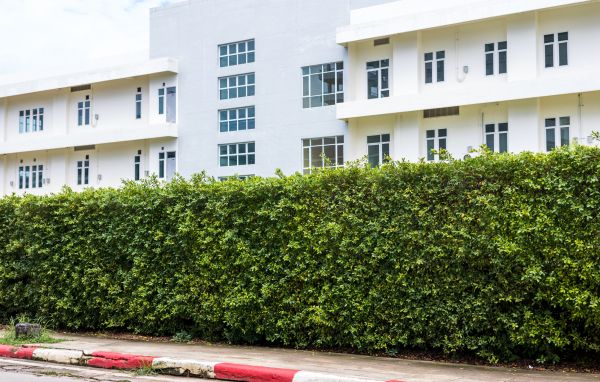 Privacy Landscaping in Winter Haven