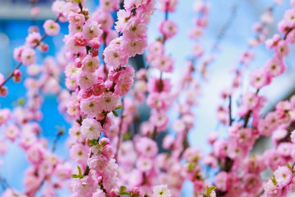 Japanese Cherry Tree Planting in Winter Haven
