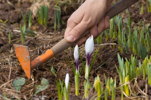 Flower Garden Weeding in Winter Haven