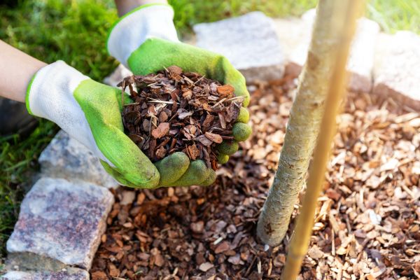 Tree Bark Delivery in Winter Haven