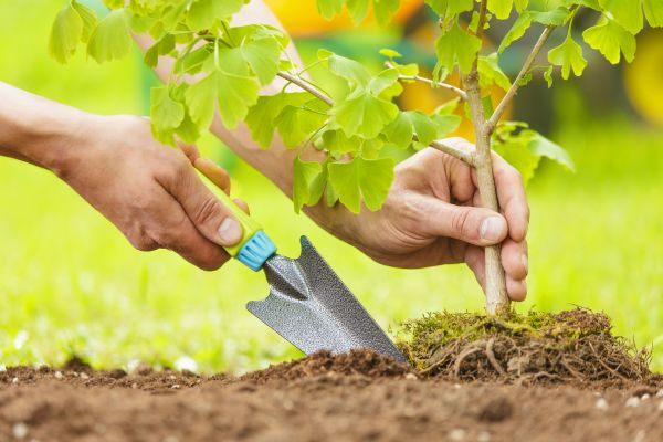 Fruit Tree Planting in Winter Haven