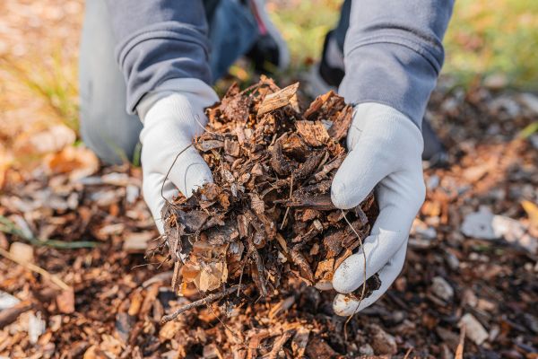 Shredded Mulch Installation in Winter Haven