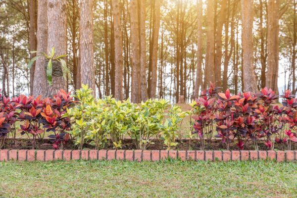 Small Garden Landscaping in Winter Haven