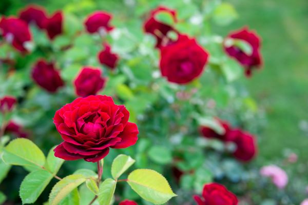 Rose Planting in Winter Haven