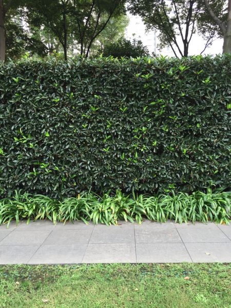 Privacy Shrub Planting in Winter Haven