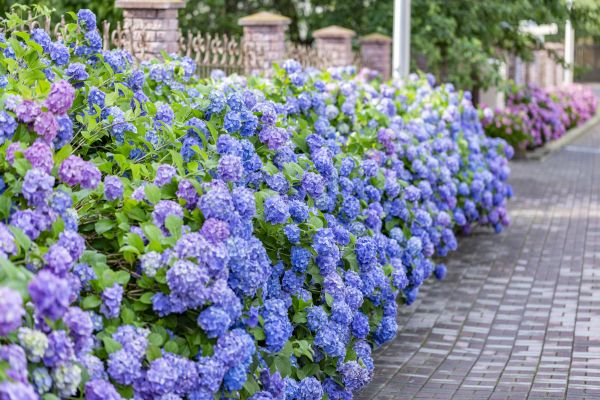 Hydrangea Landscaping in Winter Haven