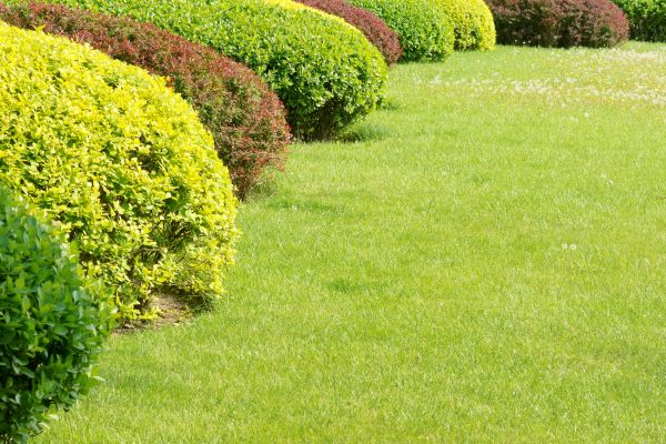 Shrubbery Planting in Winter Haven