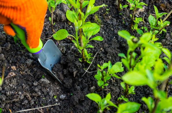 Hydrangea Planting in Winter Haven