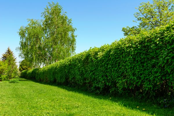Hedge Replacement in Winter Haven