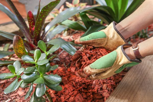 Cedar Mulch Installation in Winter Haven