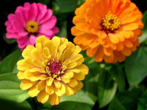 Zinnia Planting in Winter Haven