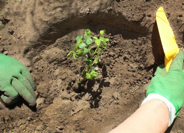 Rose Bush Planting in Winter Haven