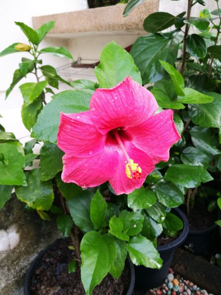 Hibiscus Planting in Winter Haven