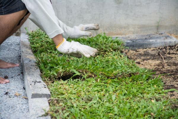 Ground Cover Planting in Winter Haven