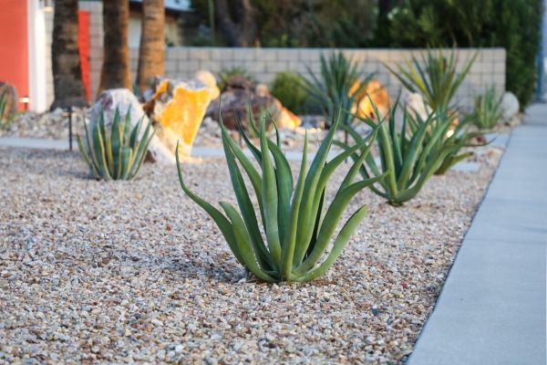 Drought Resistant Landscaping in Winter Haven