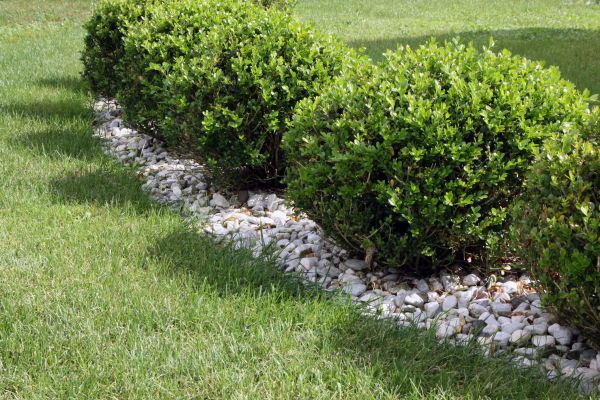 Boxwood Planting in Winter Haven