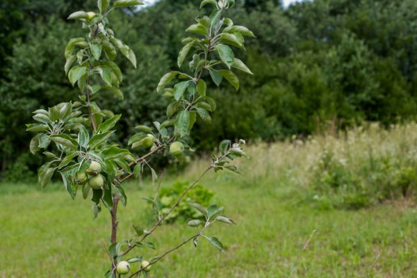 Apple Tree Planting in Winter Haven