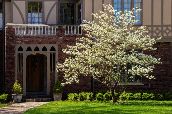 Dogwood Tree Planting in Winter Haven