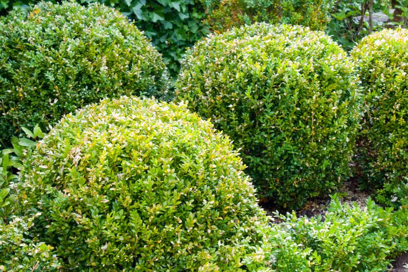 Shrub Care Service